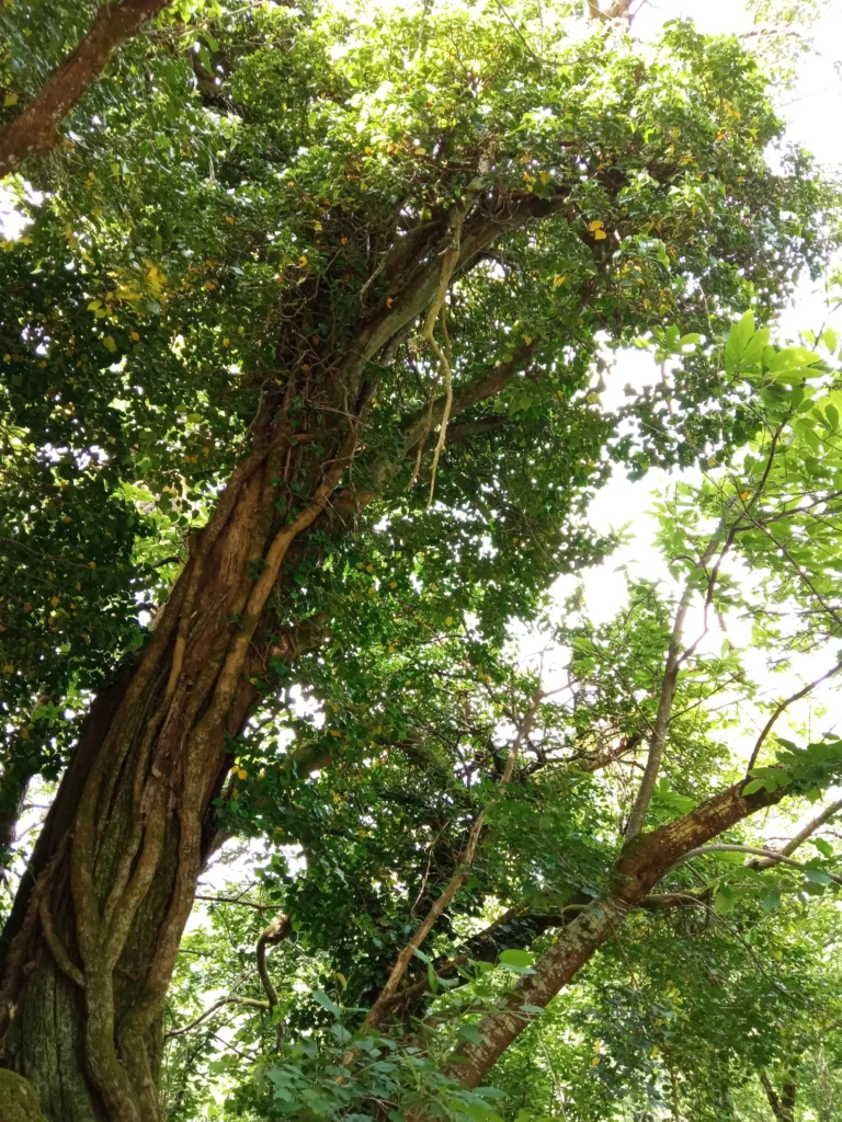 MER soutient Coeur de Forêt